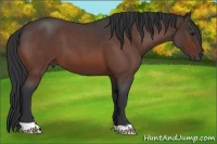 Horse Color:Brown Roan