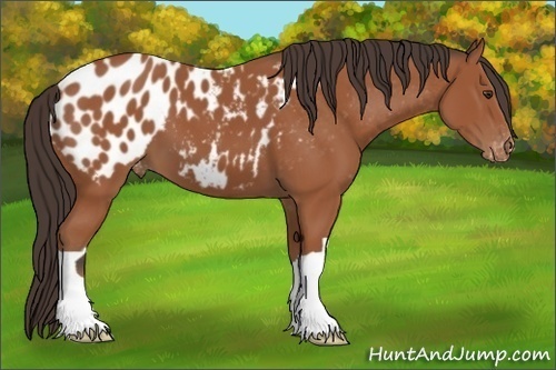 Horse Color:Bay Appaloosa 