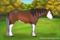 Horse Color:Bay Splash 