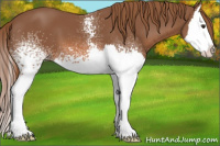 Horse Color:White Spotted Chestnut Splash 