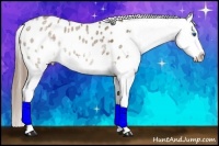 Horse Color:White Spotted Liver Red Dun Splash Appaloosa
