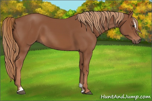 Horse Color: Chestnut Sabino 