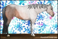 Horse Color:Bay Roan 