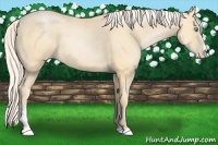 Horse Color:Palomino Pearl Sabino 