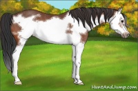 Horse Color:Bay Sabino Splash Frame Rabicano 