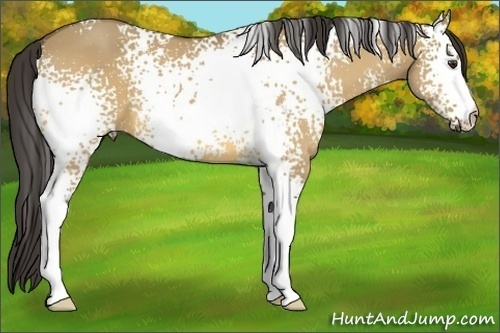 Horse Color: Unknown 