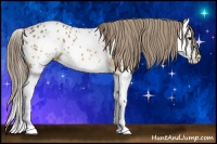 Horse Color:Buckskin Splash Appaloosa 