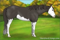Horse Color:Smoky Black Sabino Splash 