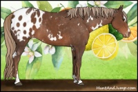 Horse Color:White Spotted Liver Chestnut Sabino Appaloosa Rabicano