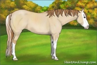 Horse Color:Red Dun Sabino Splash