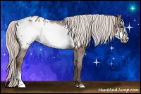 Horse Color:Silver Grullo Frame Appaloosa 