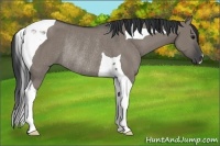 Horse Color:Grullo Tobiano Rabicano 
