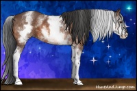 Horse Color:White Spotted Bay 