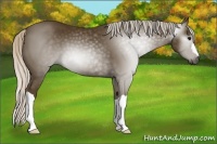 Horse Color:Gray Silver Smoky Black 