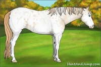 Horse Color:White Spotted Smoky Black Pearl Appaloosa 