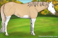 Horse Color:Red Dun Splash