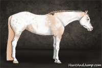 Horse Color:White Spotted Gold Champagne Sabino Appaloosa Rabicano
