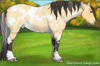 Horse Color:White Spotted Buckskin Roan 