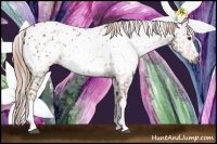 Horse Color:Gray Chestnut Near Leopard 
