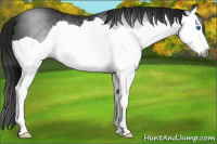 Horse Color:Gray Smoky Black Splash Rabicano