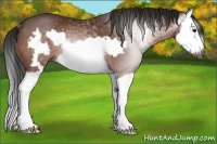 Horse Color:Gray Bay Splash Frame Rabicano 