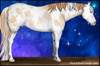 Horse Color:White Spotted Buckskin Pearl Splash Rabicano