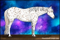 Horse Color:Chestnut Near Leopard 