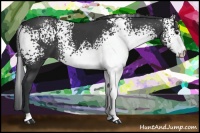 Horse Color:White Spotted Black 