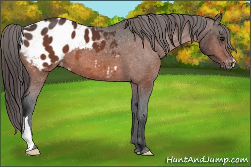Horse Color:Bay Appaloosa 