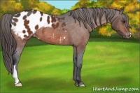 Horse Color:Bay Appaloosa 