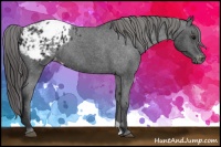 Horse Color:Black Appaloosa