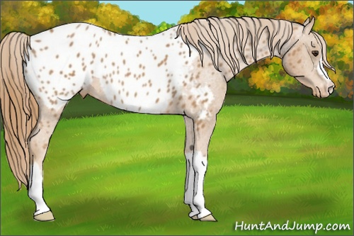 Horse Color:Chestnut Appaloosa 