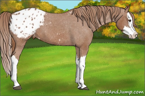 Horse Color:Chestnut Splash Appaloosa 