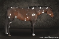 Horse Color:White Spotted Liver Chestnut 