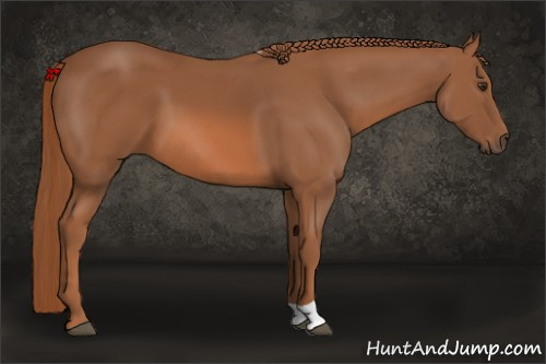 Horse Color: Liver Chestnut 