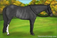 Horse Color:Black Blanket Rabicano 