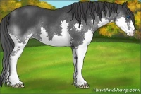 Horse Color:Blue Roan Splash 