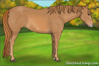 Horse Color:Chestnut Frame 