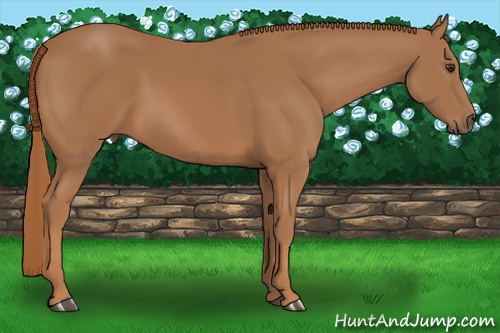 Horse Color: Chestnut 