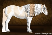 Horse Color:White Spotted Buckskin Pearl Splash Rabicano 