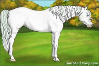 Horse Color:Gray Watercolor Cremello Dun Tobiano Blanket Rabicano 