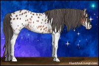 Horse Color:White Spotted Bay Appaloosa 
