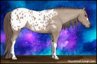 Horse Color:Classic Champagne Appaloosa 