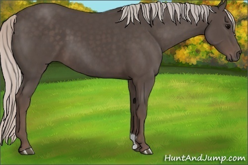 Horse Color: Silver Black 