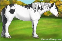 Horse Color:White Spotted Brown Splash 