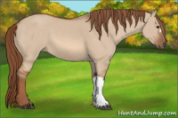 Horse Color:Red Dun 