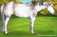 Horse Color:White Spotted Bay Splash 