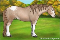 Horse Color:Liver Chestnut Pearl Sabino Snowcap 