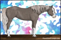 Horse Color:Silver Black Splash 
