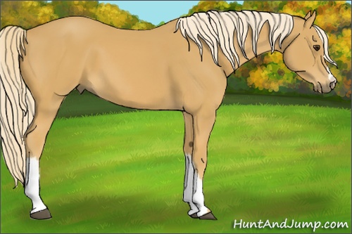 Horse Color: Palomino 